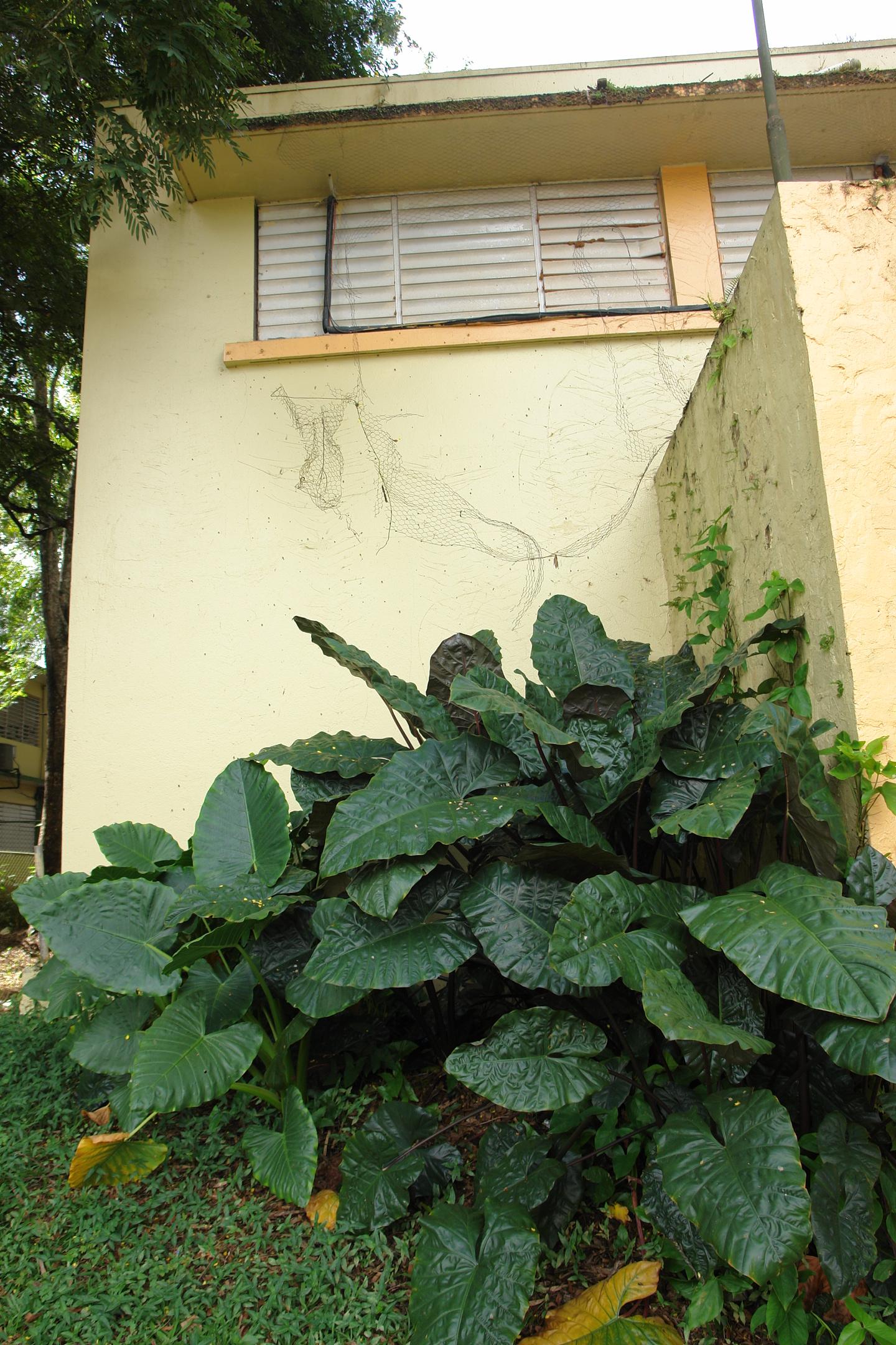 FDII - Aibonito - 2010 00055